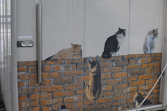 物置に猫シール