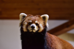 レッサーパンダ
