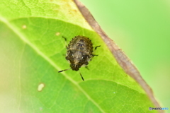 カメムシの幼虫