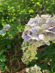 夏の紫陽花