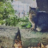 こちらを見つめる猫