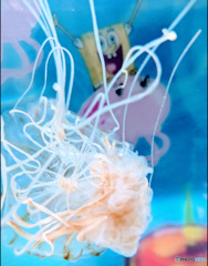 海月
