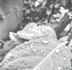 雨降り