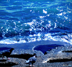 海にあそびに