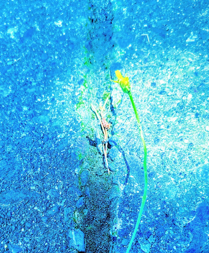 決意