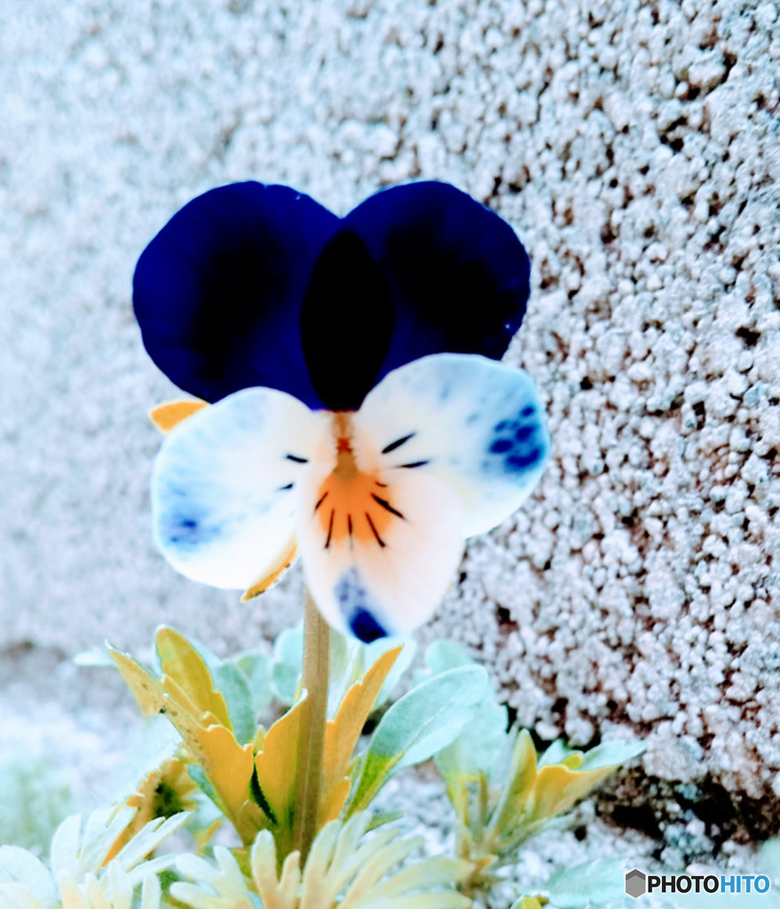 頭♡みたいだよ
