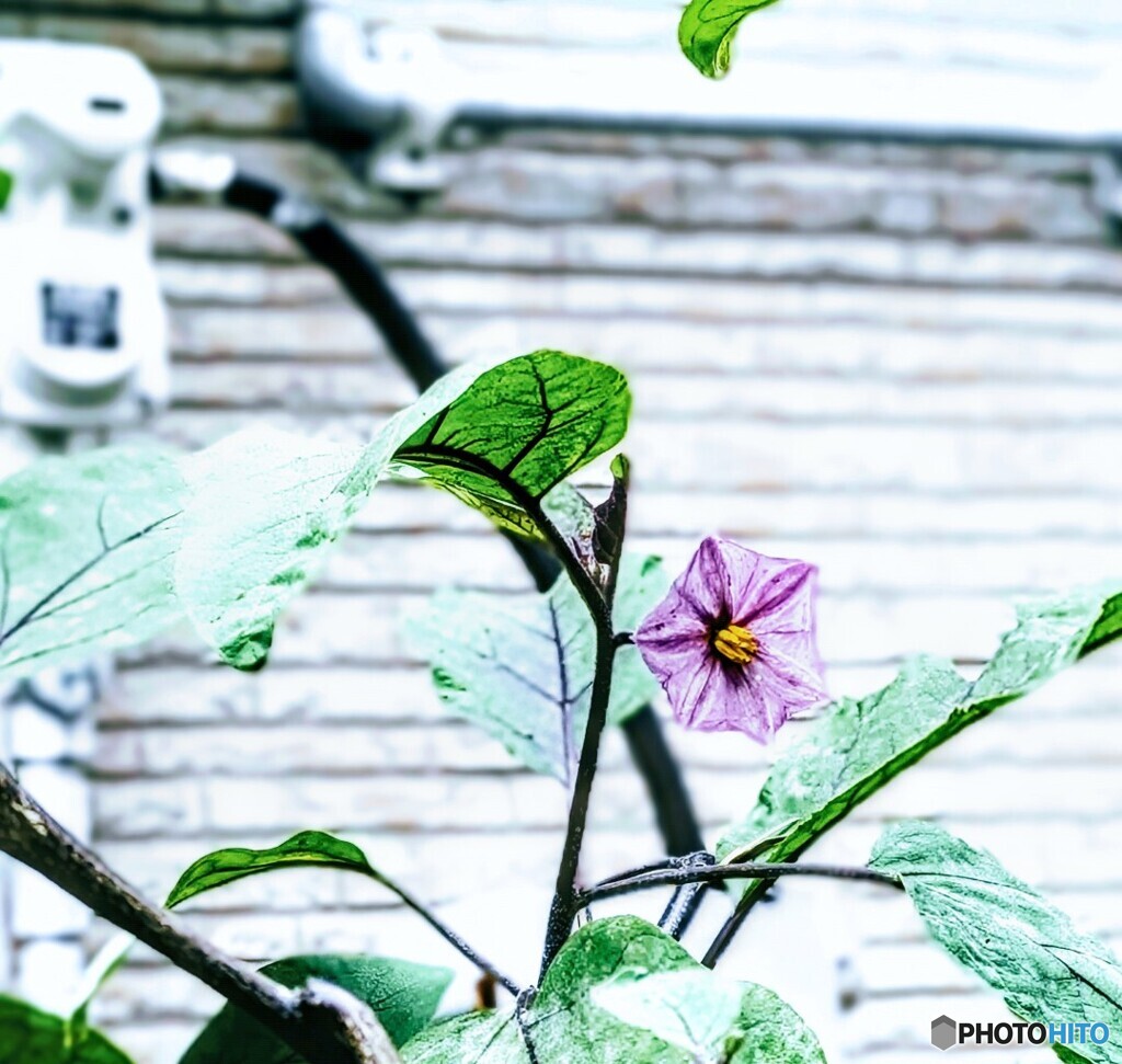 茄子の花