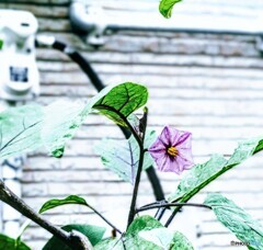 茄子の花