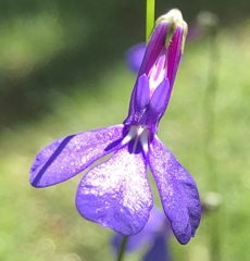 LOBERIA　'Princess Blue'