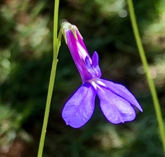LOBERIA　'Princess Blue'