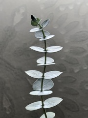 静かに見つめて