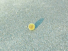 小さな秋