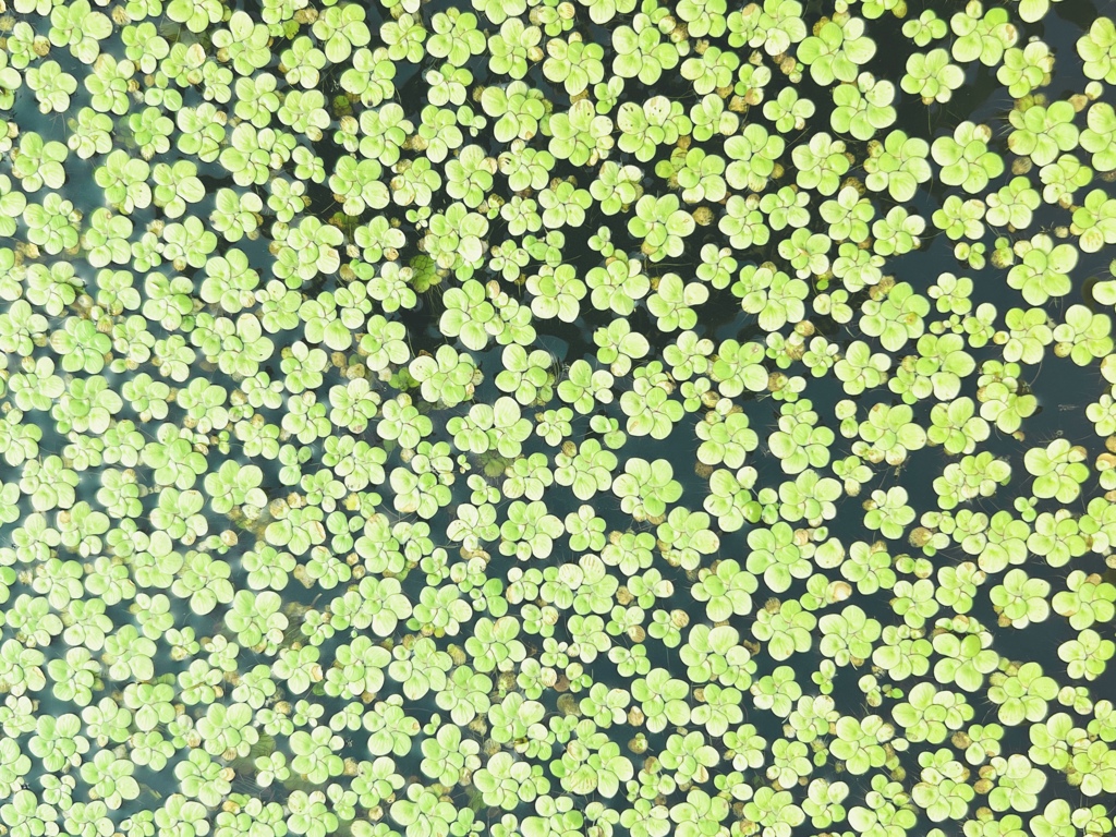 水草