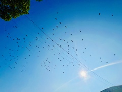 群青に群翔の空