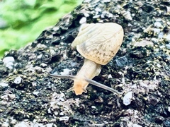 ナミマイマイ