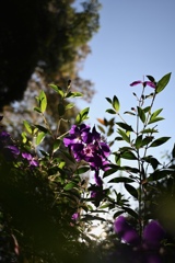 逆光に映える花