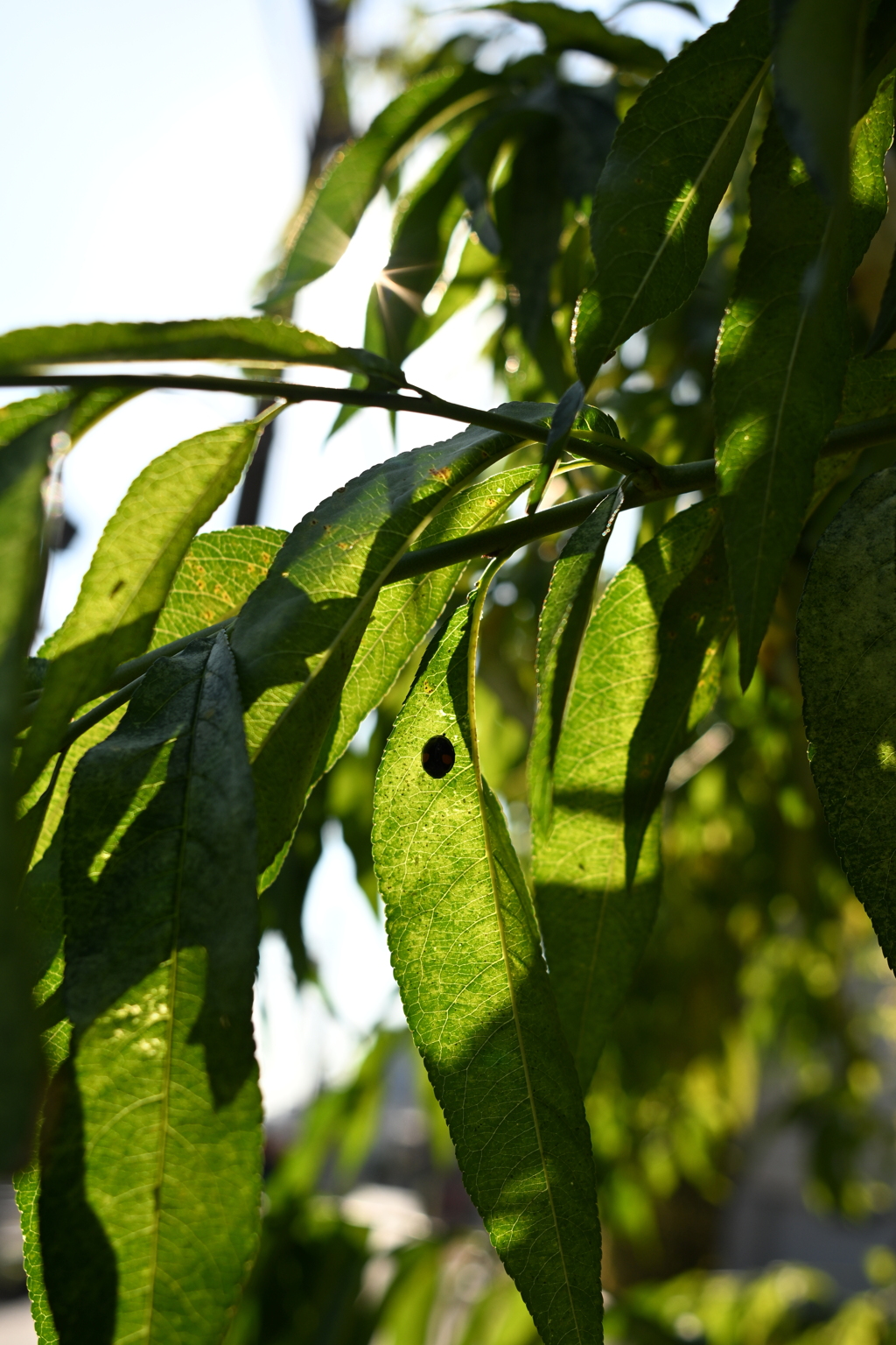 ひとりぼっちのてんとう虫