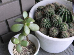 P9100184