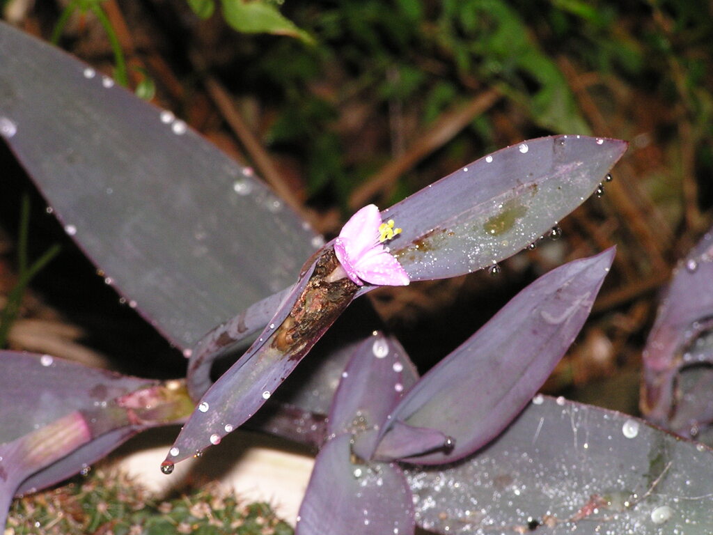 P9050003