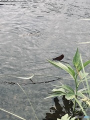 夏休み1