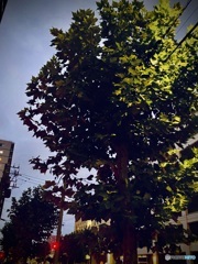 夏休み3