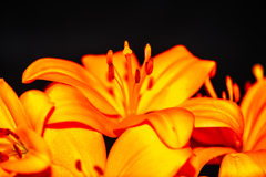 新ユリの芯（マクロ）