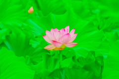 七月の蓮