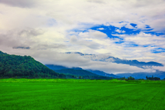 朝霧白馬