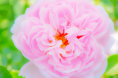 ピンク薔薇の大特写