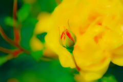 薔薇蕾の特写