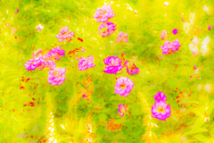カラフルな花草