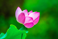 咲き始めた蕾