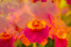アヤメの芯