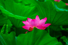 鮮やかな蓮花