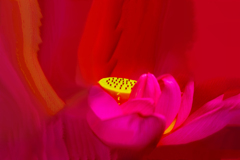 蓮花の子