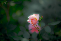 瑞々しいピンク薔薇