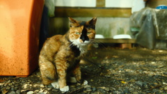初撮り５
