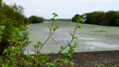 ムラキ花