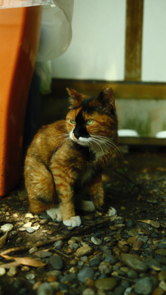 初撮り7