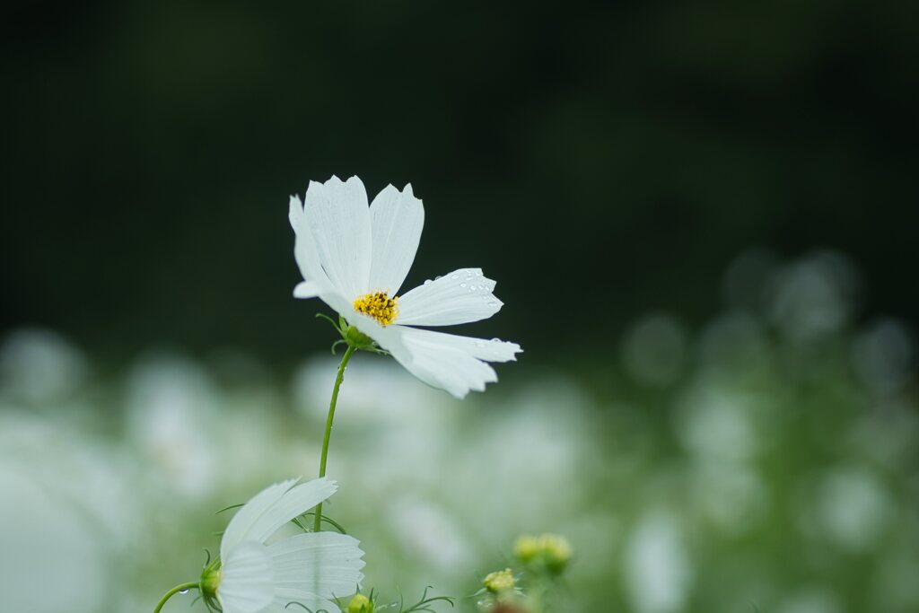 肌寒い雨