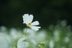 肌寒い雨