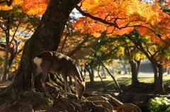 鹿と紅葉