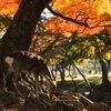 鹿と紅葉