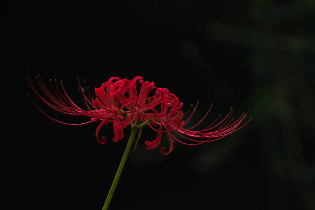 深紅の華