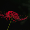 深紅の華