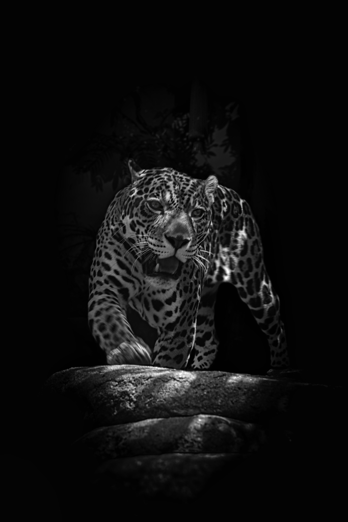 ジャガー