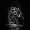 ジャガー