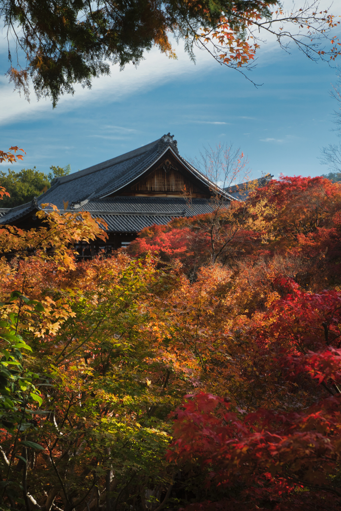 東福寺の紅葉