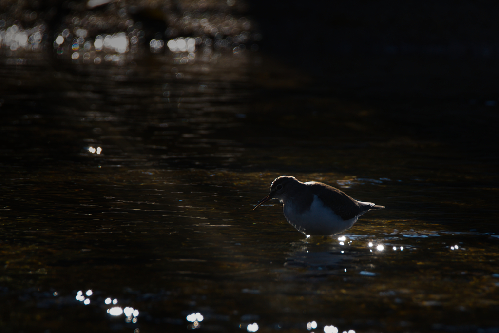 朝食中のイソシギ