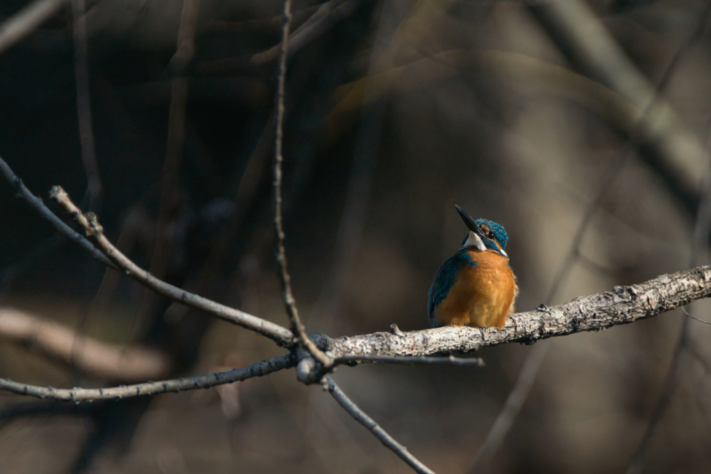 明日晴れるかな